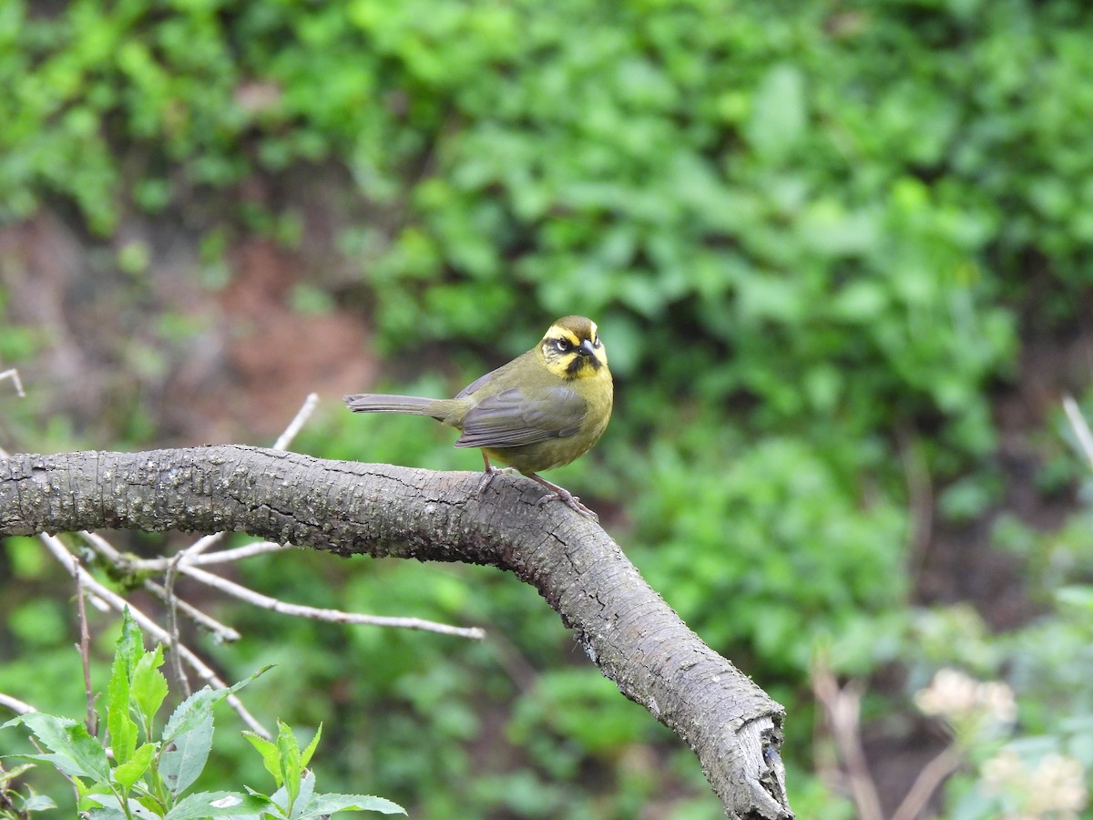 Yellow-striped Brushfinch - ML625909742