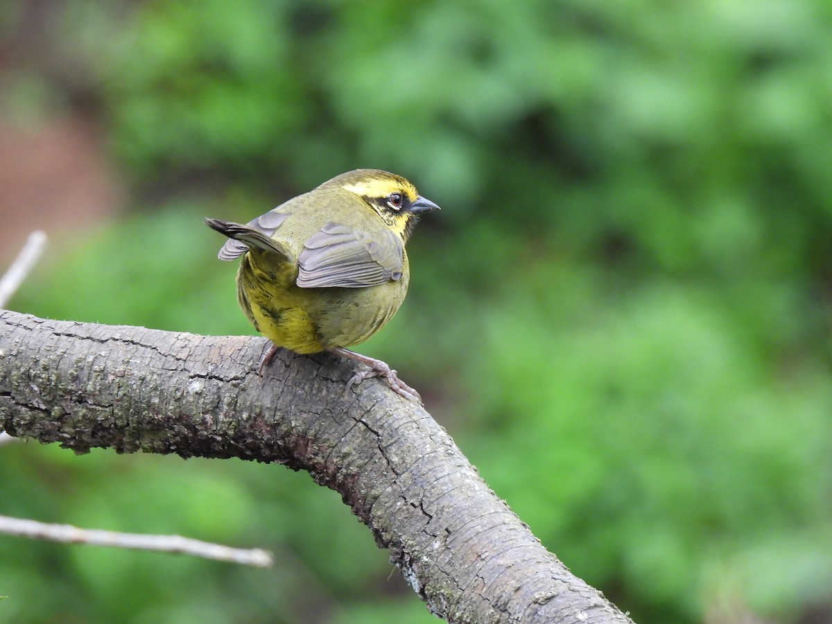 Yellow-striped Brushfinch - ML625909744