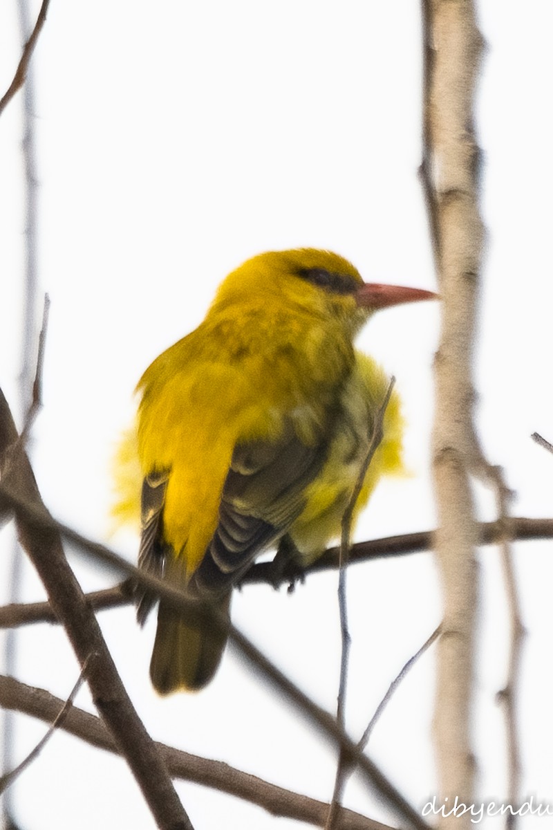 Indian Golden Oriole - ML625909766