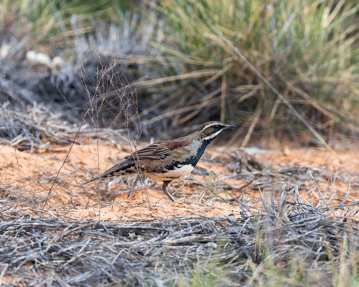 Chestnut Quail-thrush - ML625909812