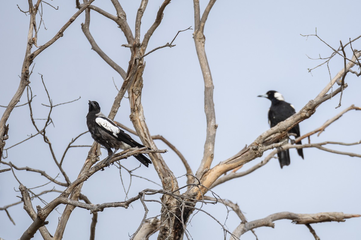 Australian Magpie - ML625910141
