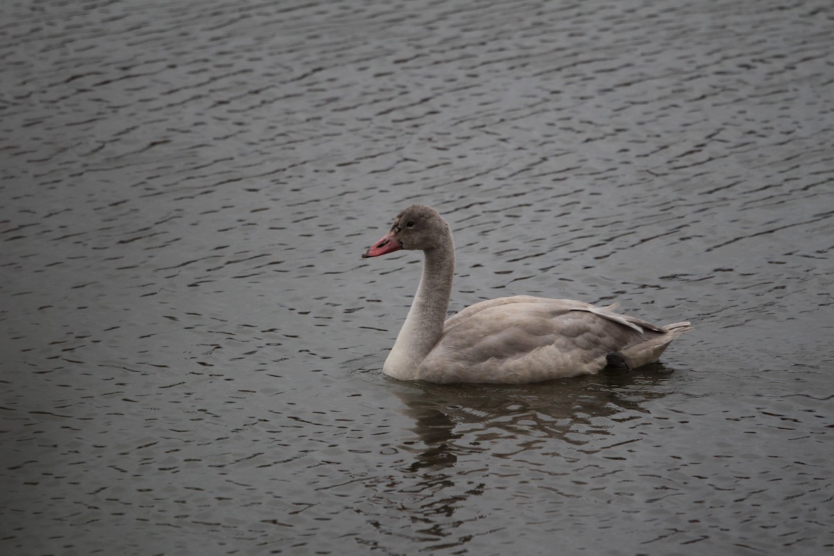 Tundra Swan - ML625910310