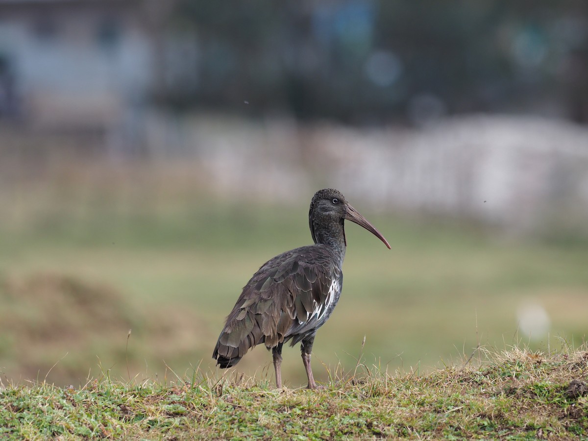 Wattled Ibis - ML625910314