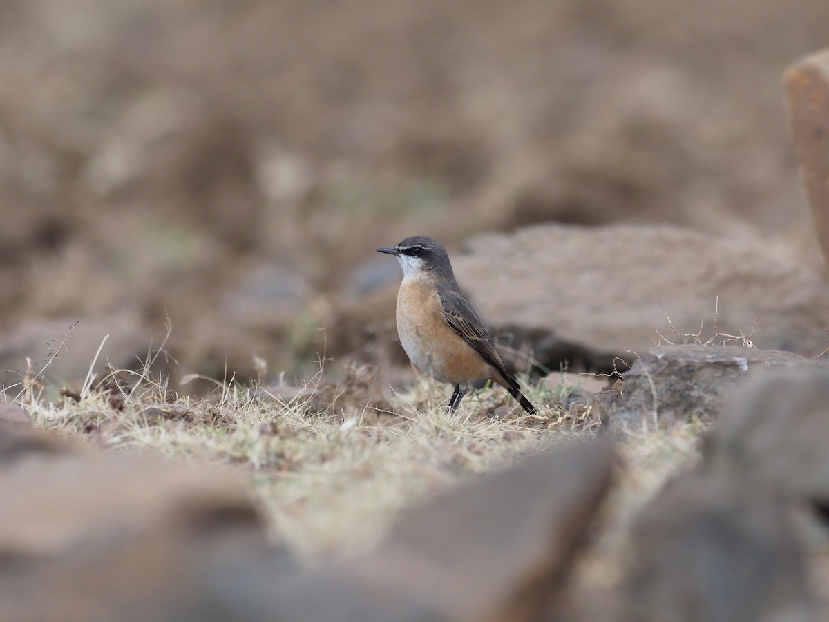 Rusty-breasted Wheatear - ML625910318