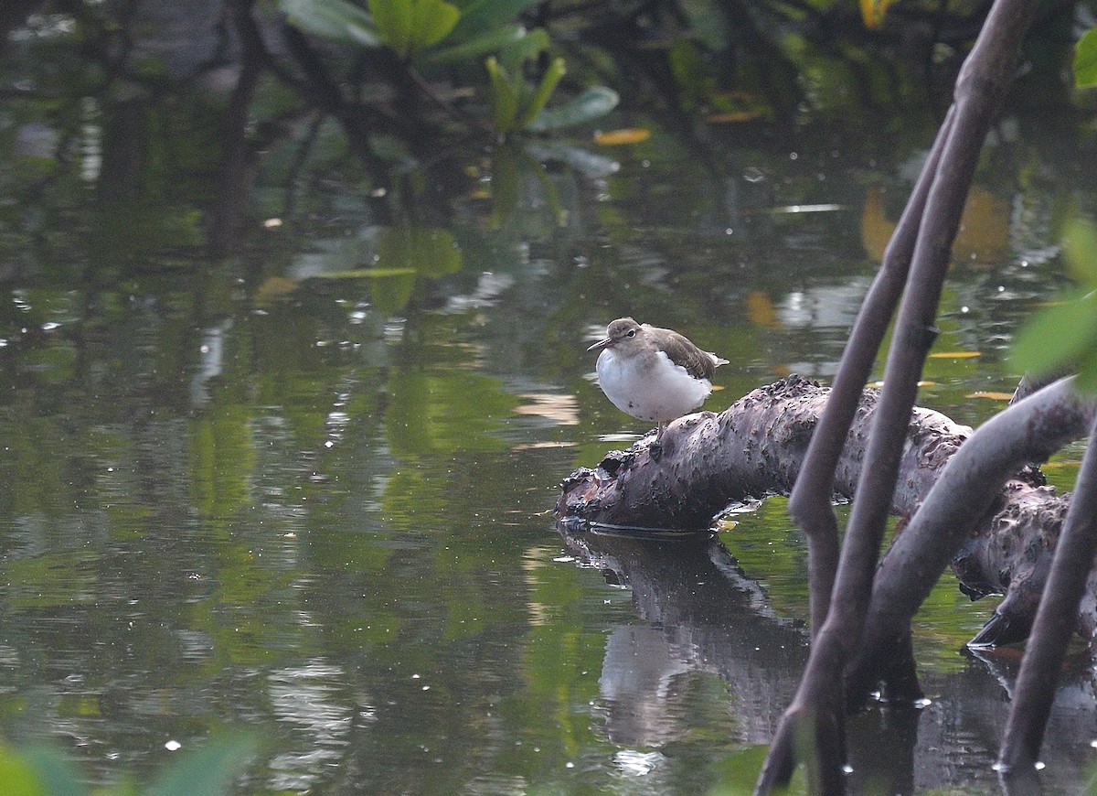 Spotted Sandpiper - ML625910354