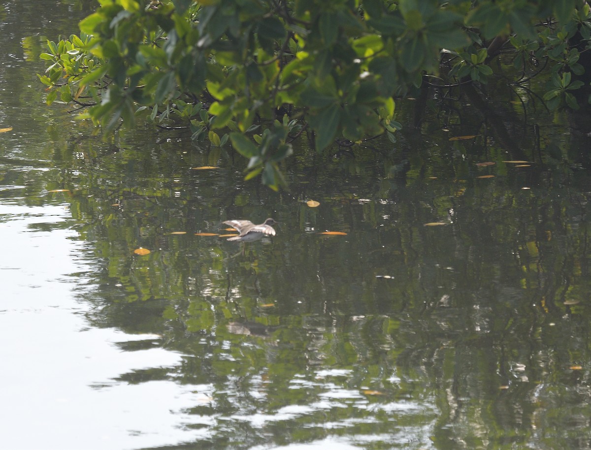 Spotted Sandpiper - ML625910355