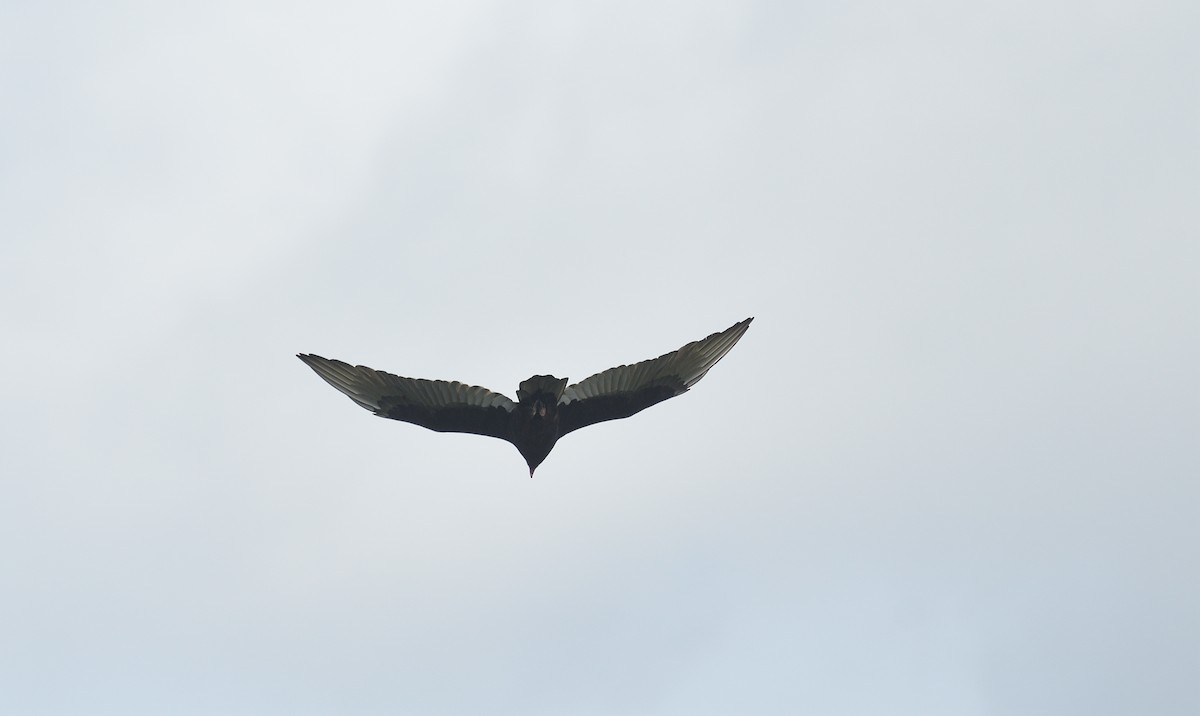 Turkey Vulture - ML625910407