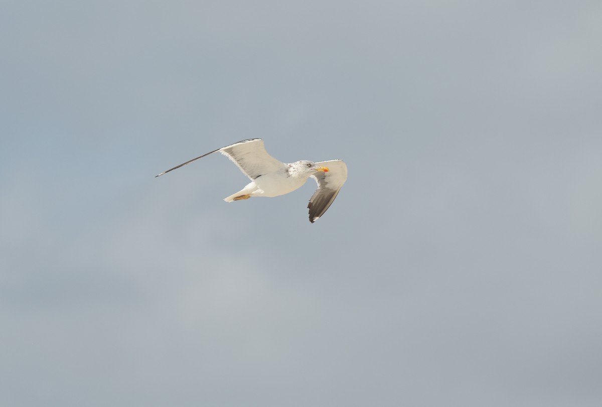 Lesser Black-backed Gull - ML625910420