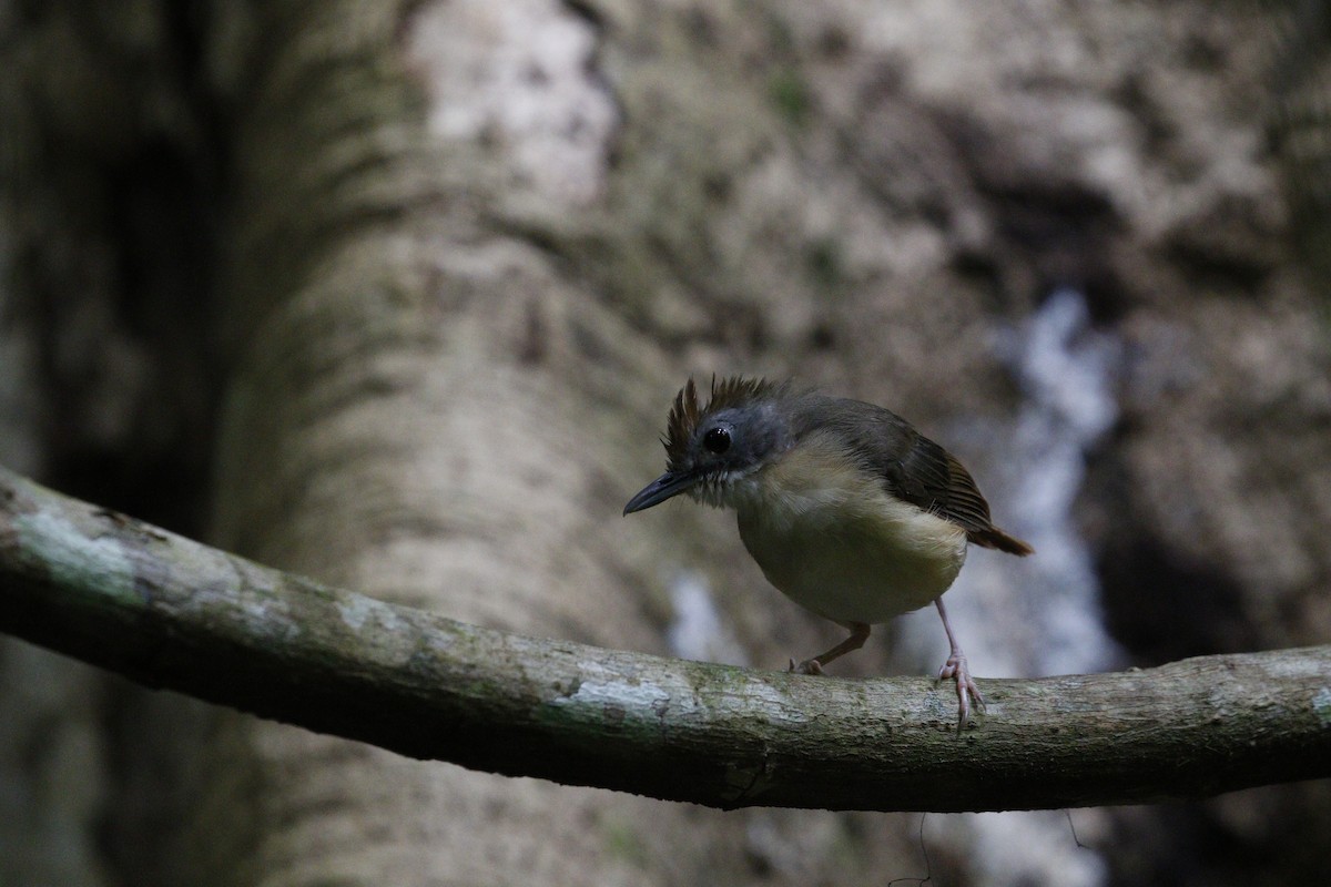 Short-tailed Babbler - ML625910735