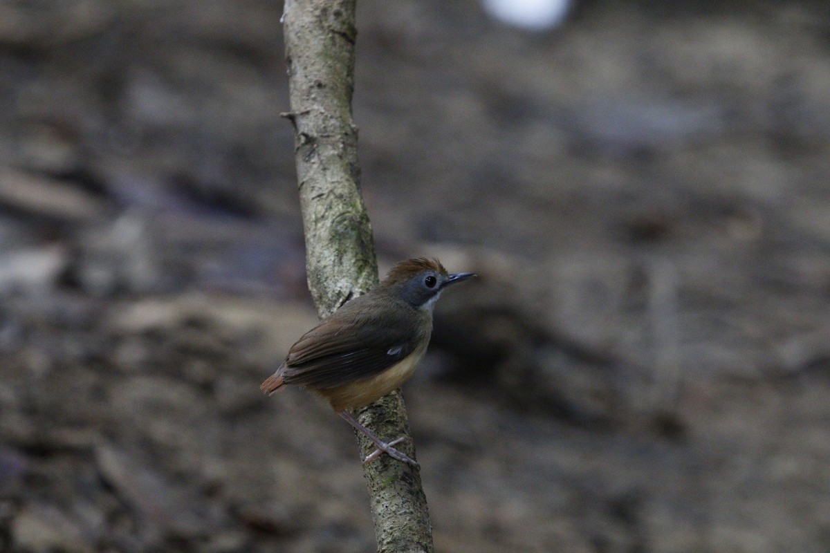 Short-tailed Babbler - ML625910736