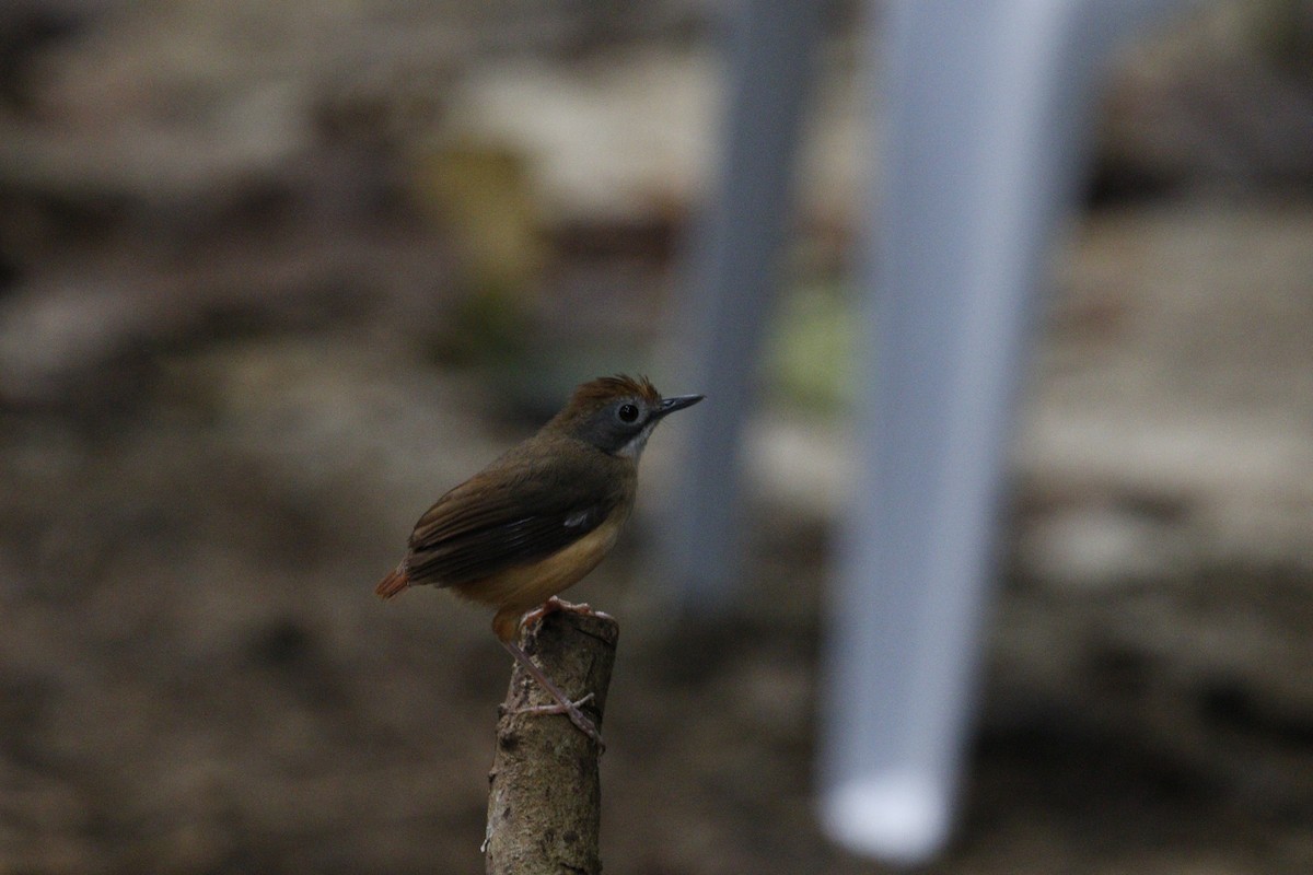 Short-tailed Babbler - ML625910737