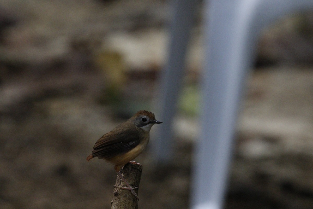 Short-tailed Babbler - ML625910738