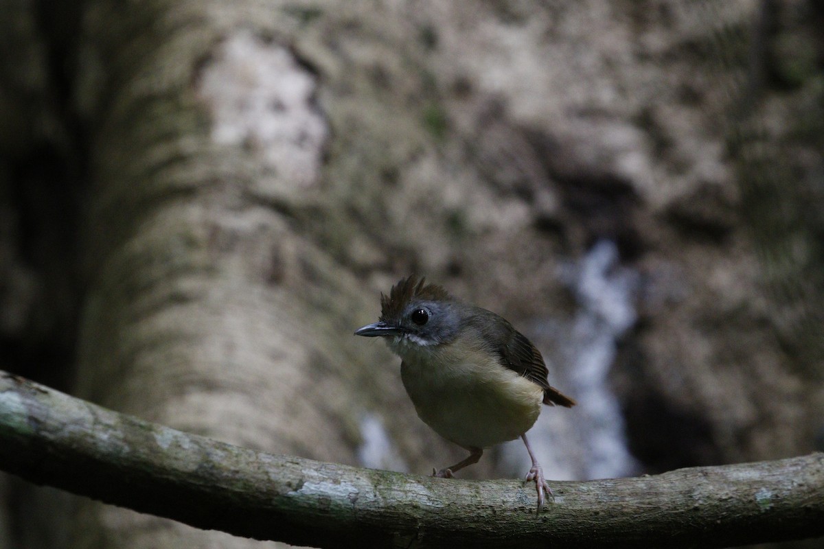 Short-tailed Babbler - ML625910739