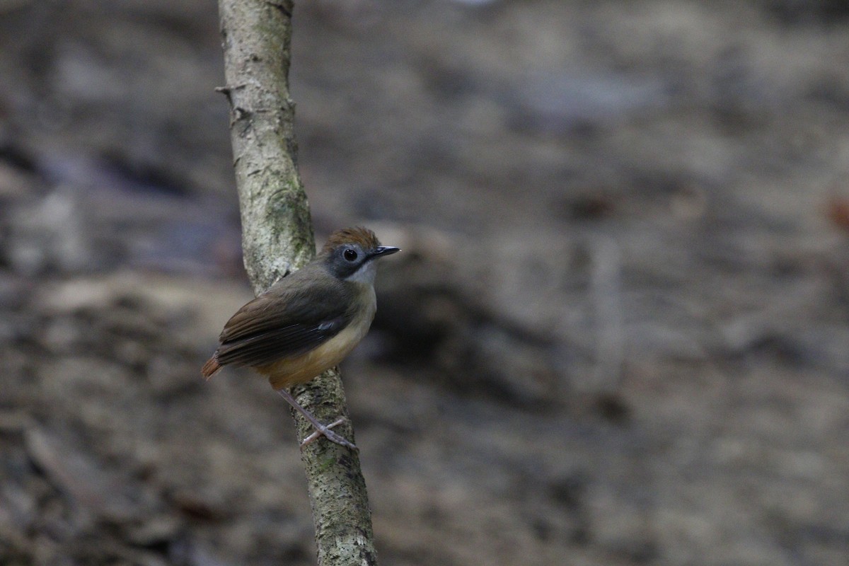 Short-tailed Babbler - ML625910740