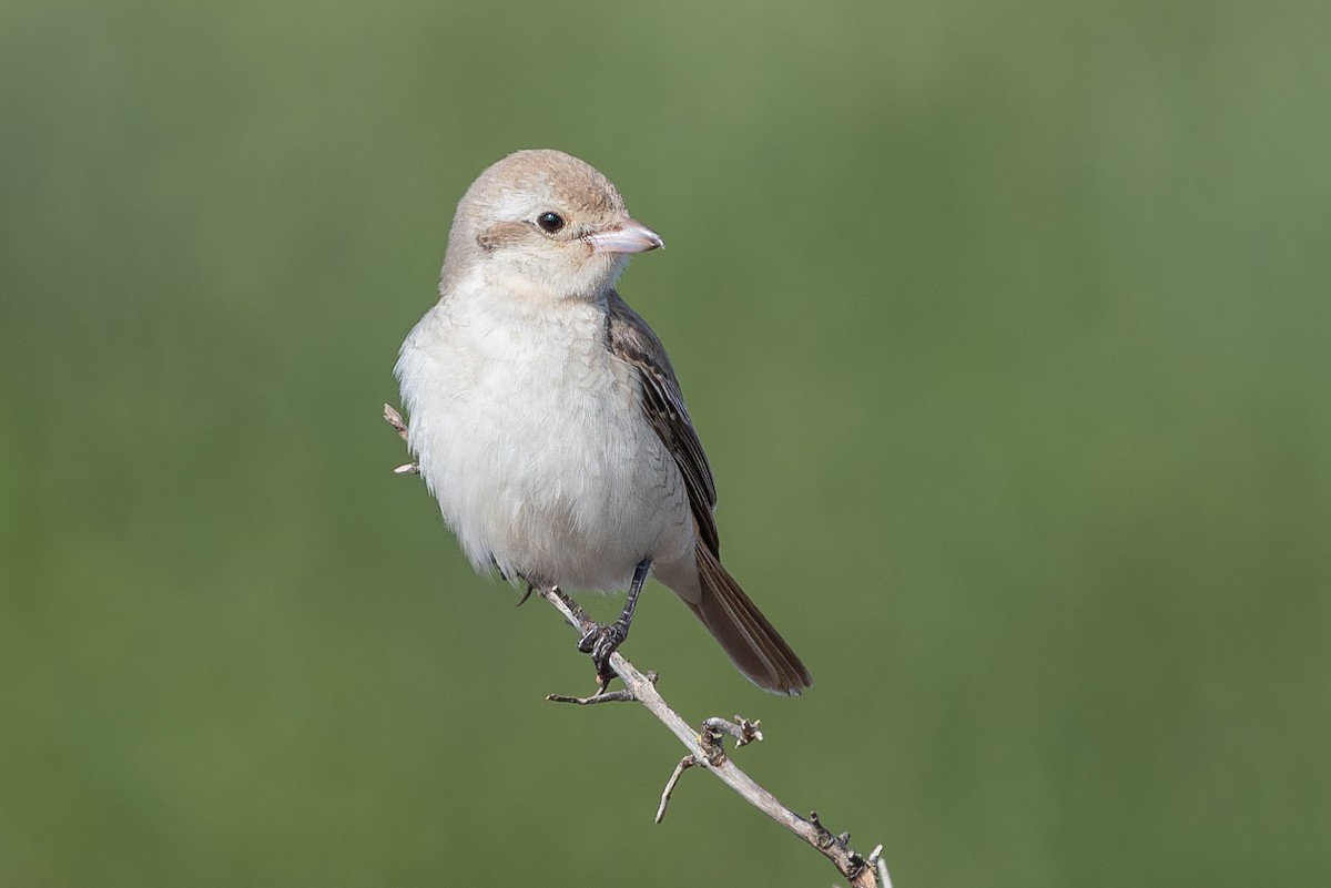 Isabelline Shrike - ML625910812