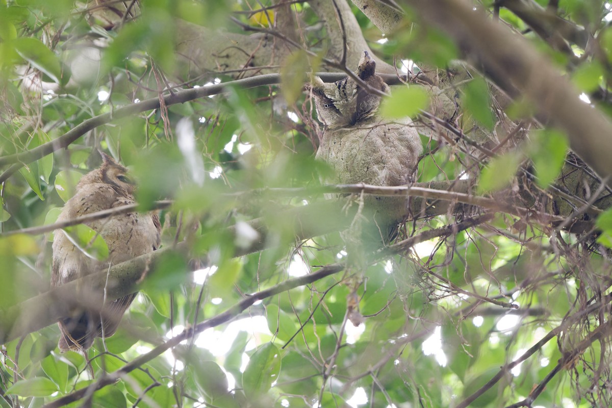 Collared Scops-Owl - ML625910914