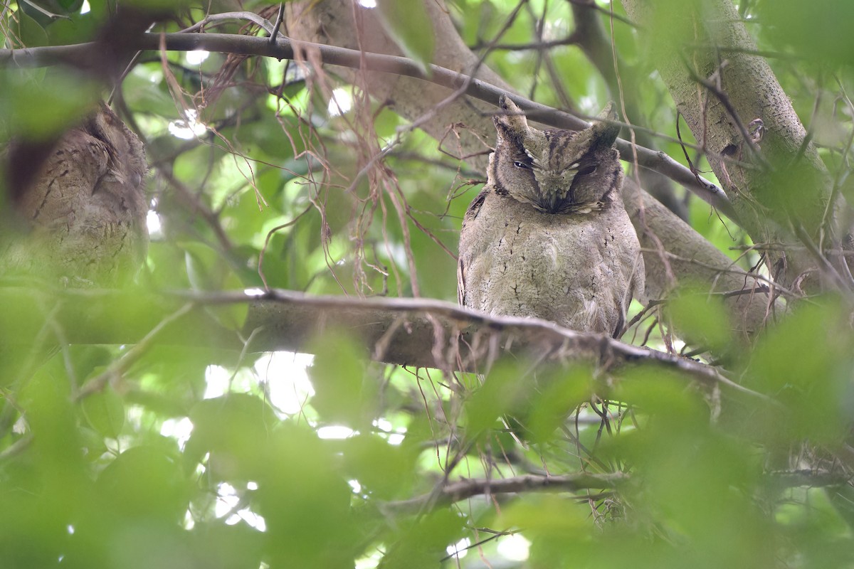 Collared Scops-Owl - ML625910915