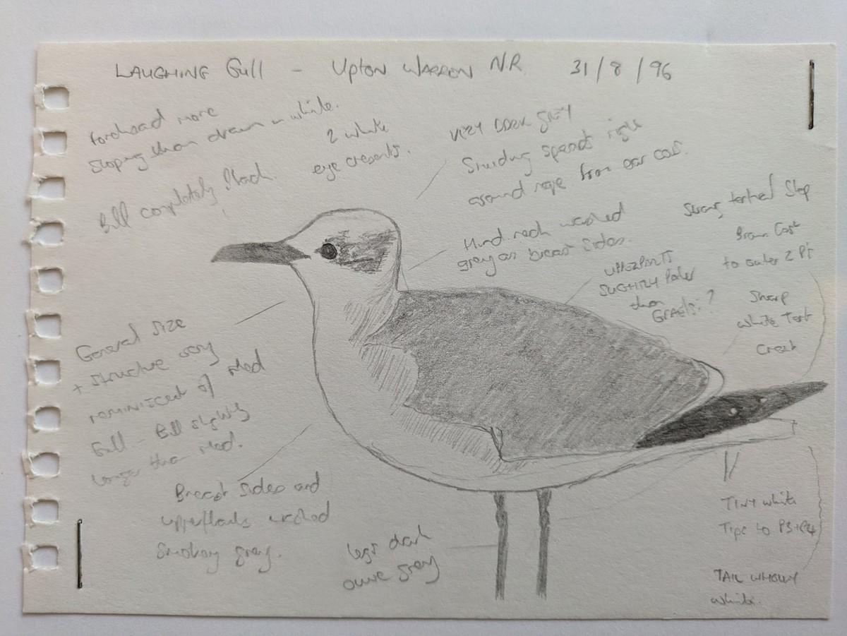 Laughing Gull - ML625911000