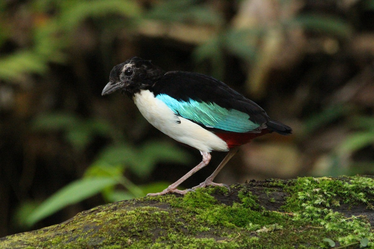 Ivory-breasted Pitta - ML625911210