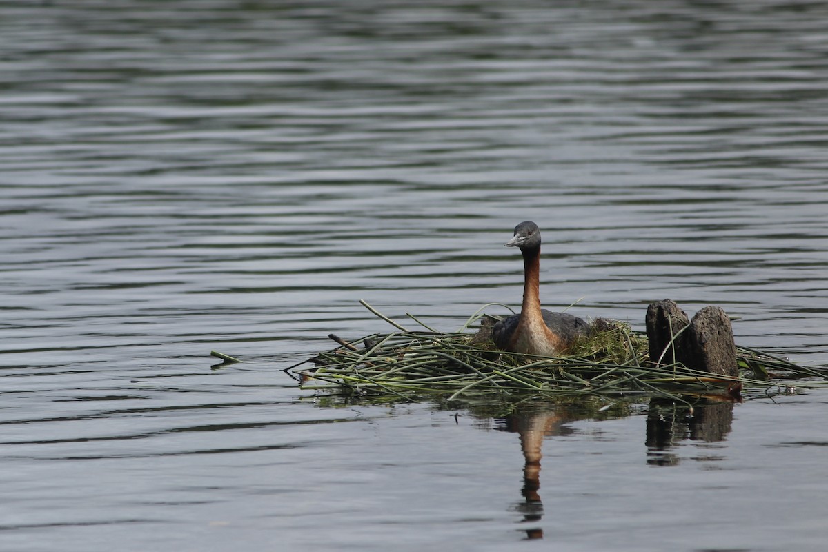 Great Grebe - ML625911339