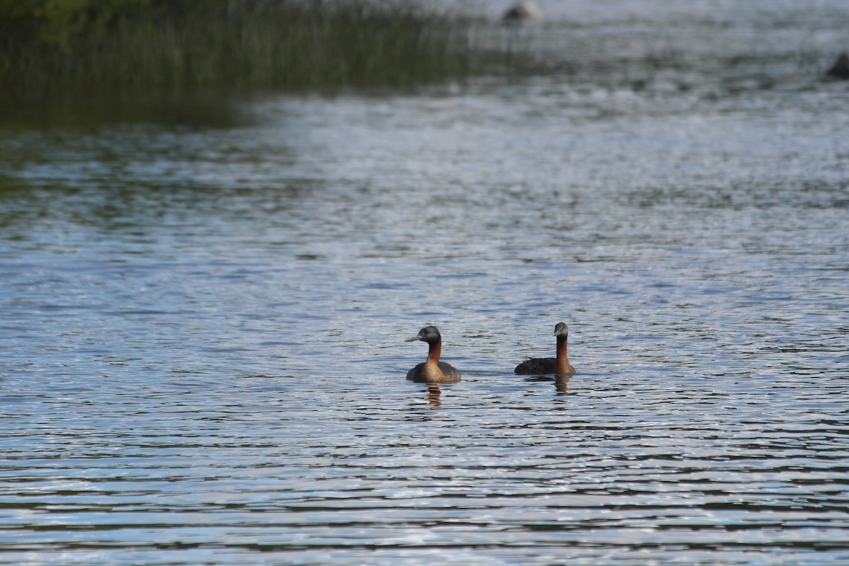 Great Grebe - ML625911340