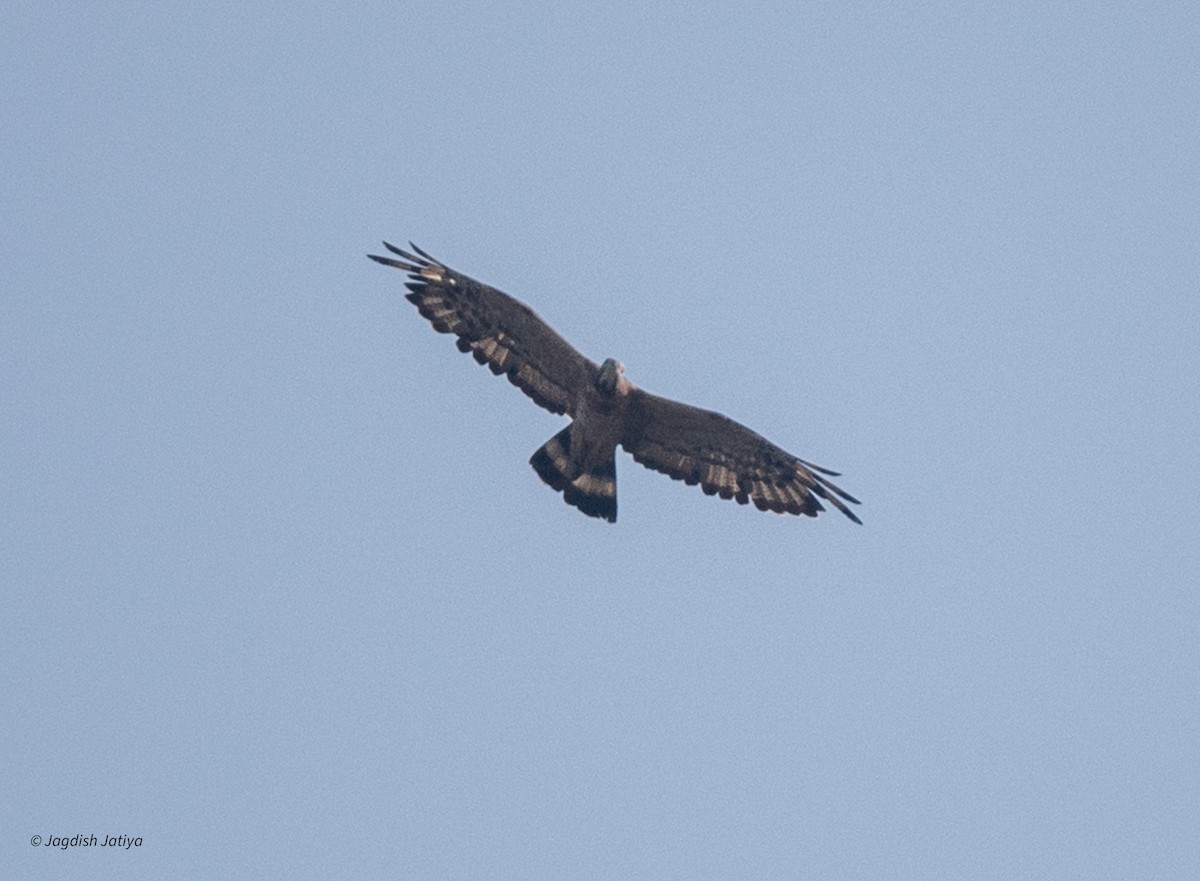 ハチクマ - ML625911439