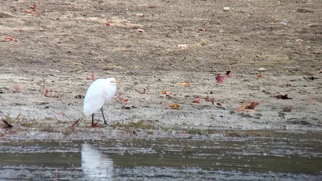 Western Cattle-Egret - ML625911856