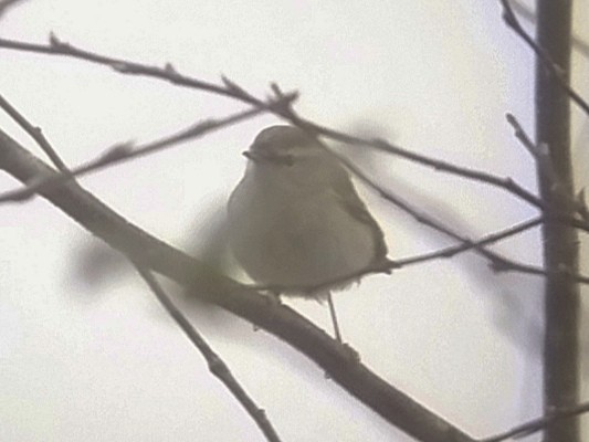 Davison's Leaf Warbler - ML625912038