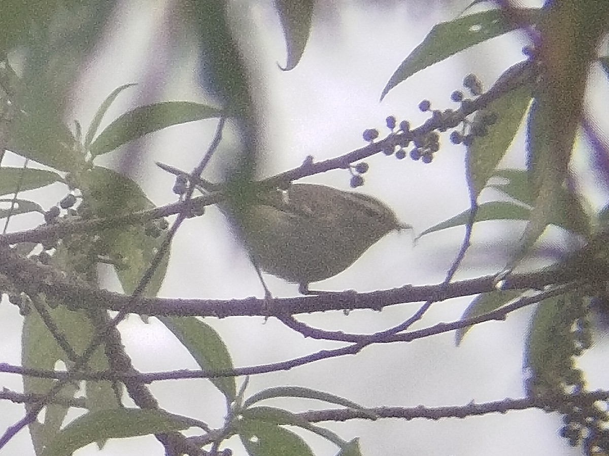 Davison's Leaf Warbler - ML625912039