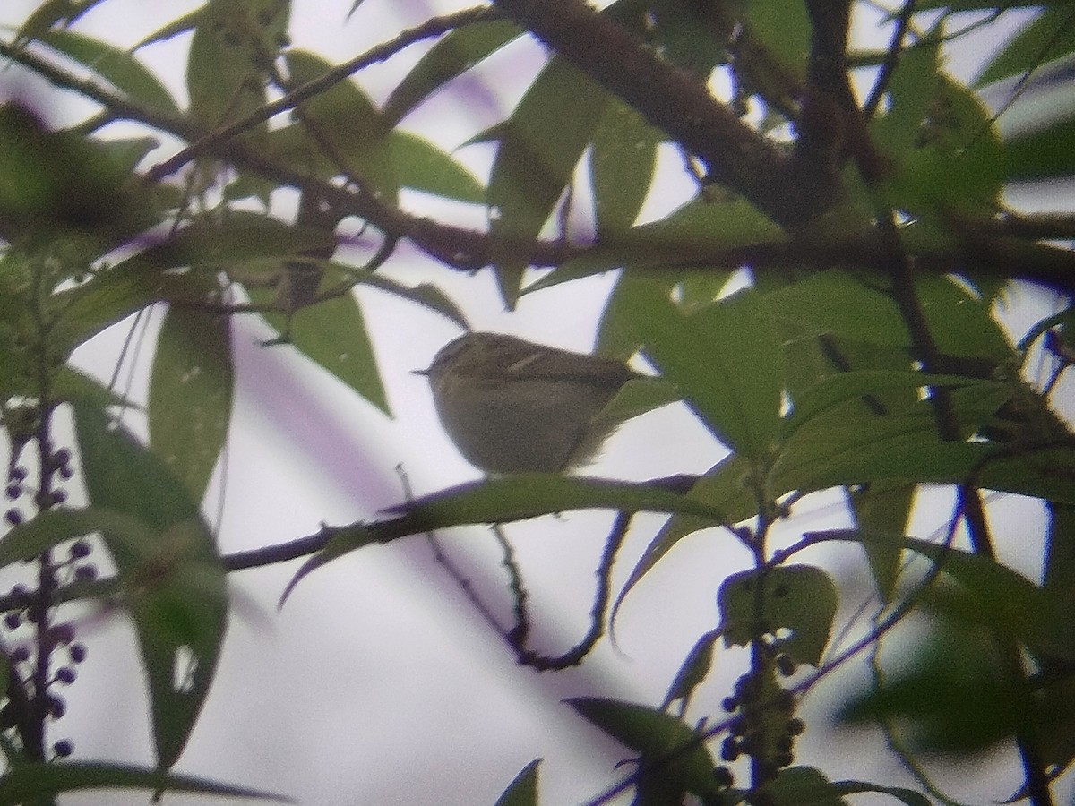 Davison's Leaf Warbler - ML625912040