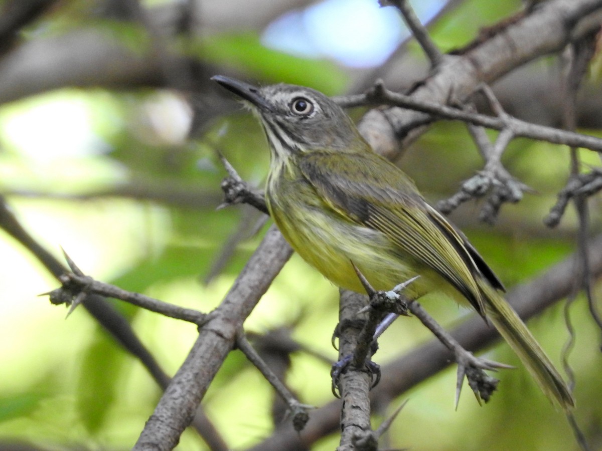 Stripe-necked Tody-Tyrant - ML625912350