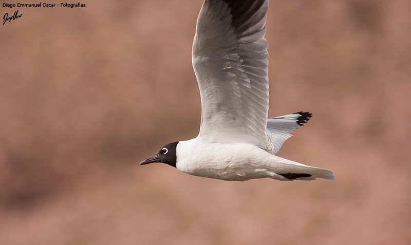 Andean Gull - ML625912384