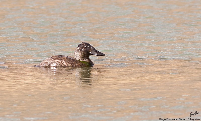 Andean Duck - ML625912463