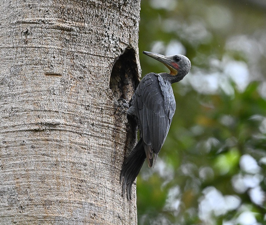 Great Slaty Woodpecker - ML625912620