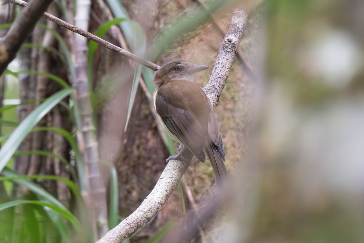 Tagula Shrikethrush - ML625912873
