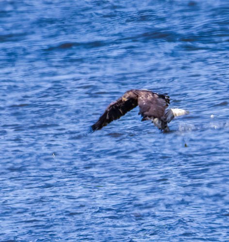 Bald Eagle - ML625912937