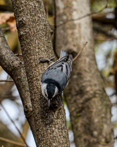 White-breasted Nuthatch - ML625913014