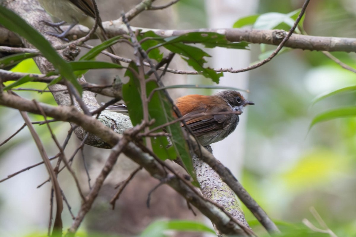 Louisiade Fantail - ML625913062