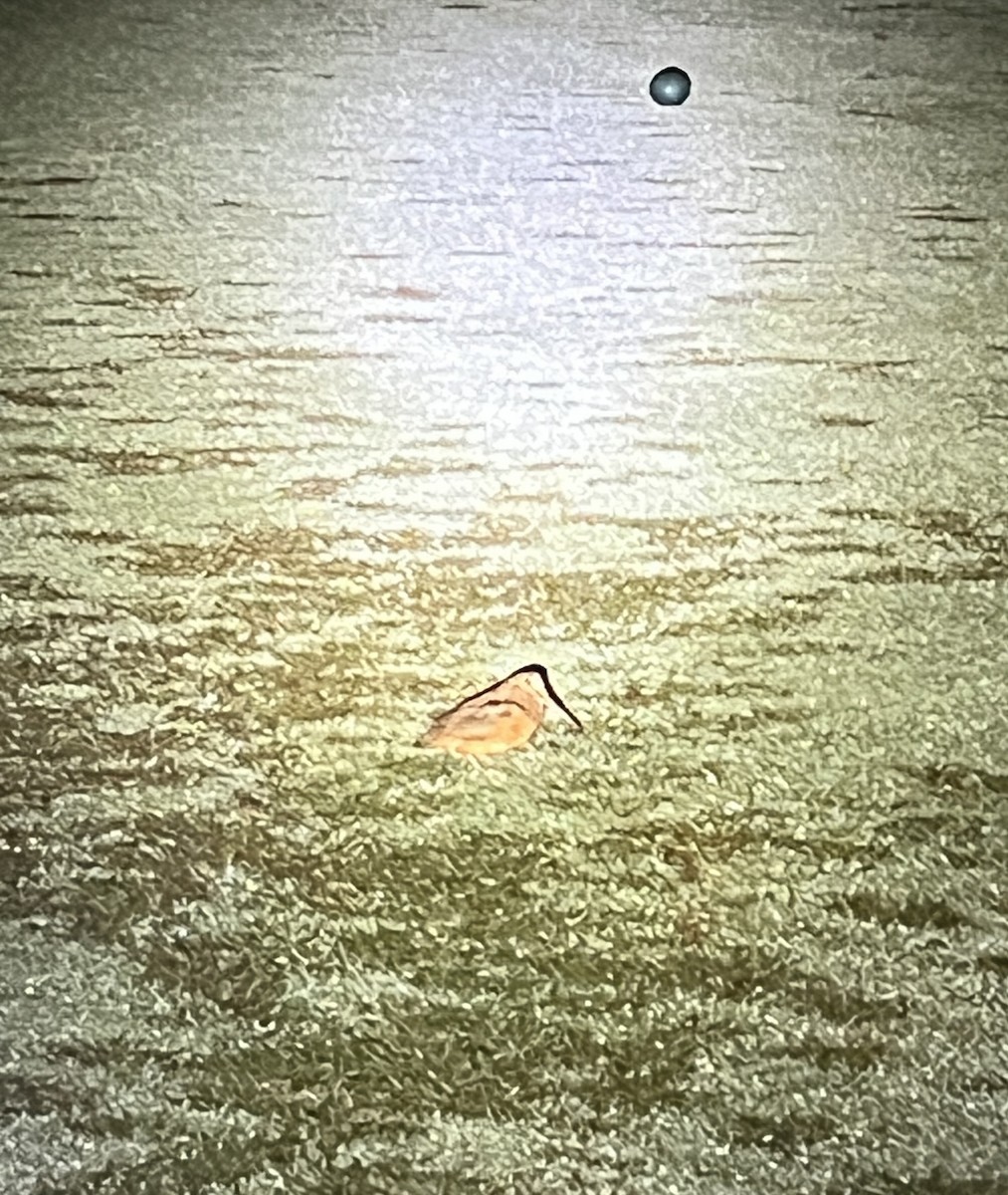 American Woodcock - ML625913162