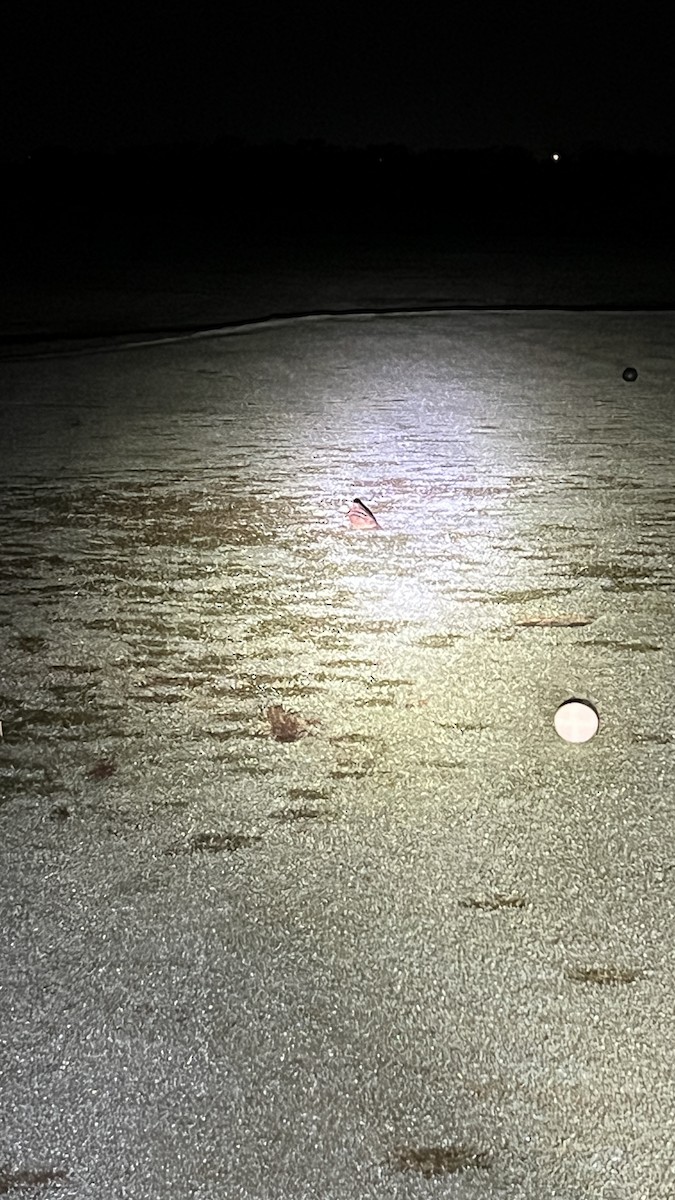 American Woodcock - ML625913179