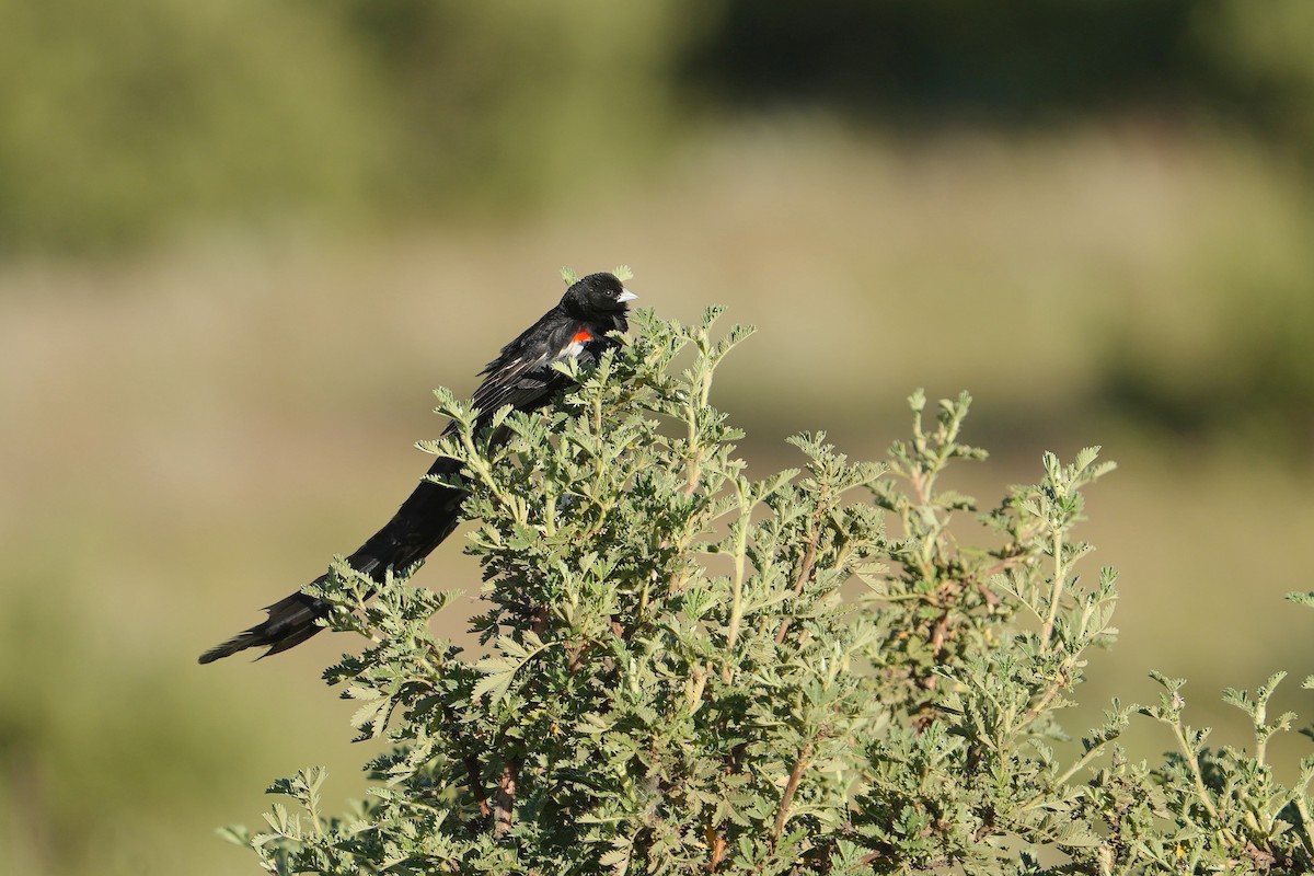 Long-tailed Widowbird - ML625913273
