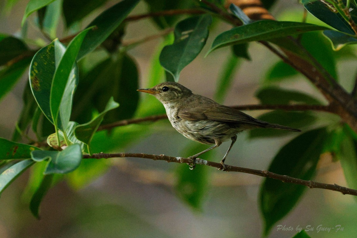 Greenish Warbler - ML625913383