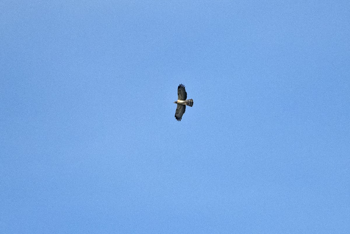 Oriental Honey-buzzard (Northern) - ML625913512