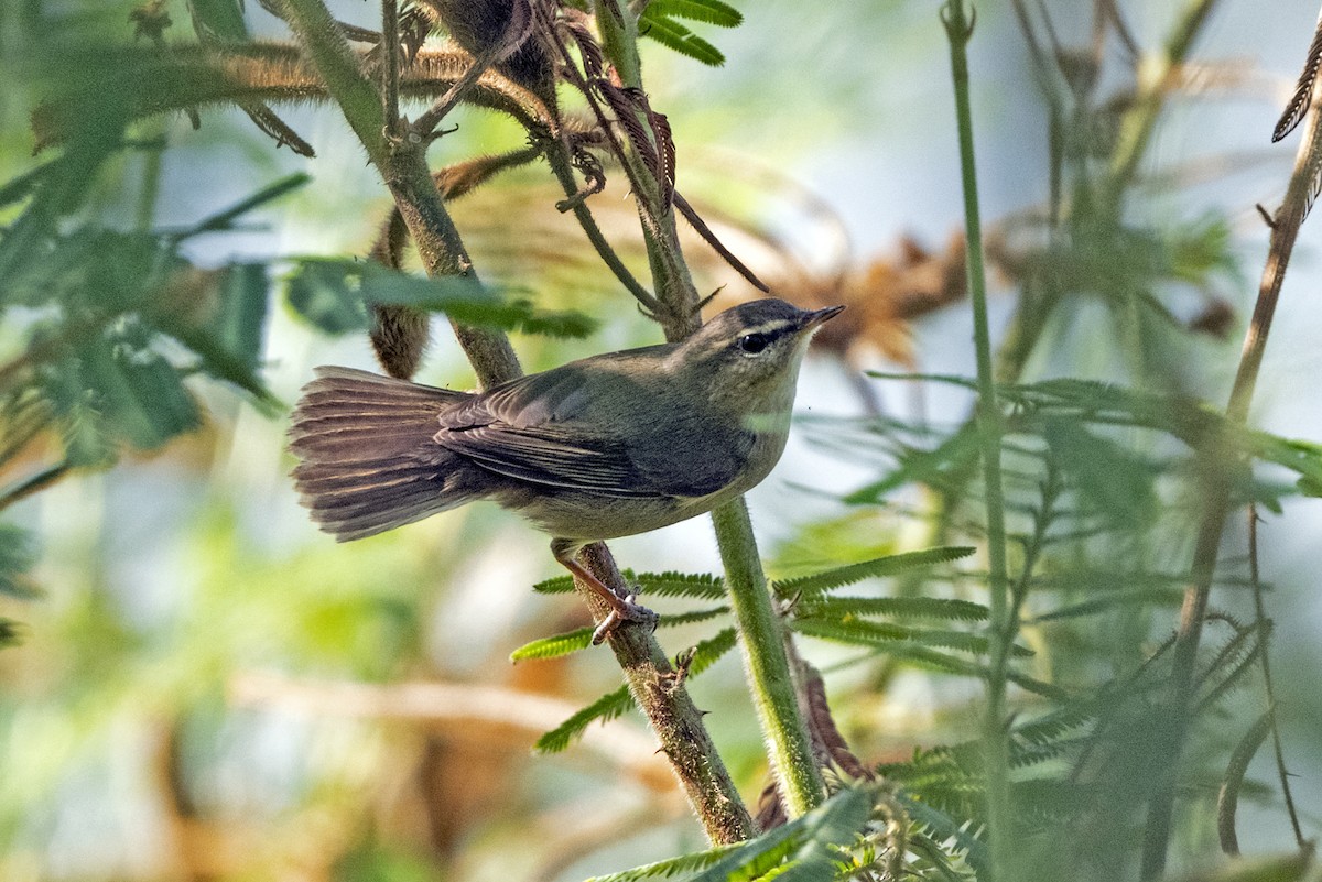 Dusky Warbler - ML625913515