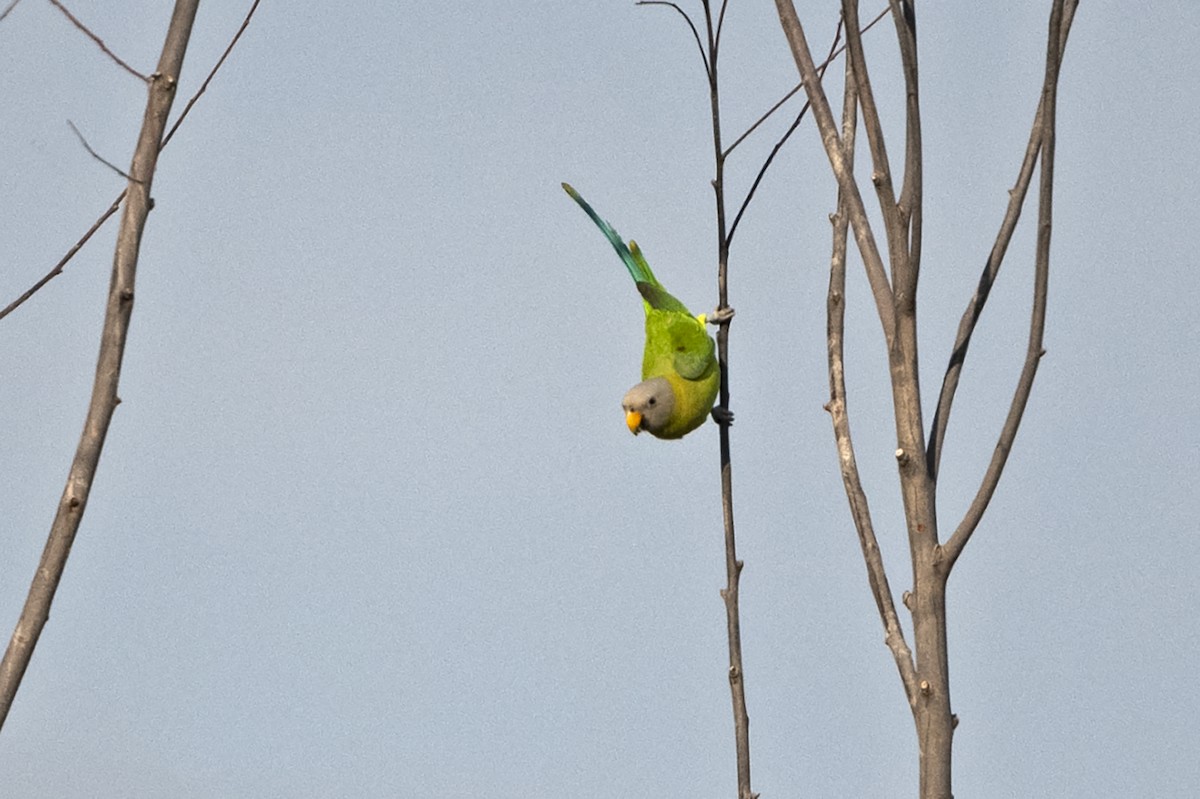 Blossom-headed Parakeet - ML625913521