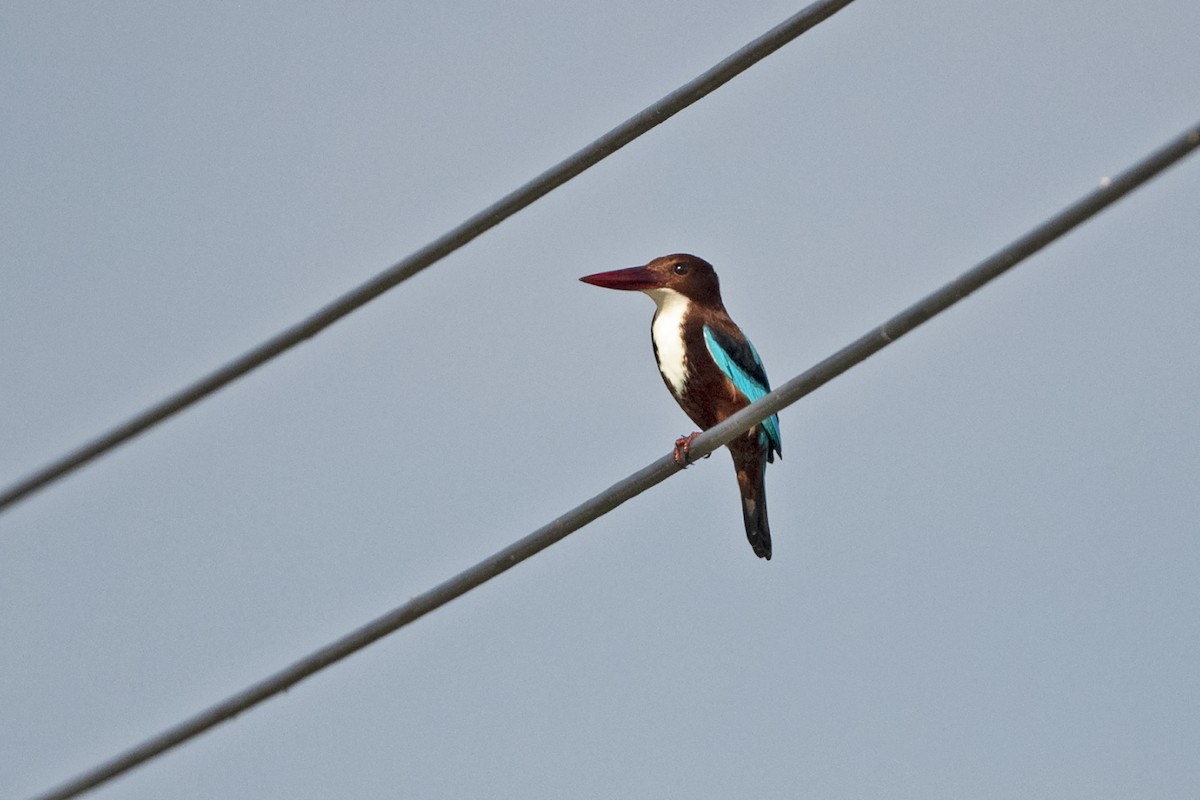 White-throated Kingfisher - ML625913524
