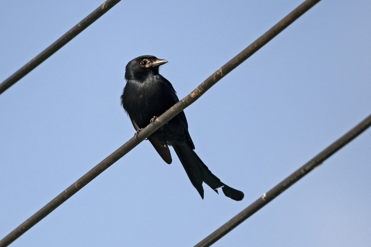 Black Drongo - ML625913525
