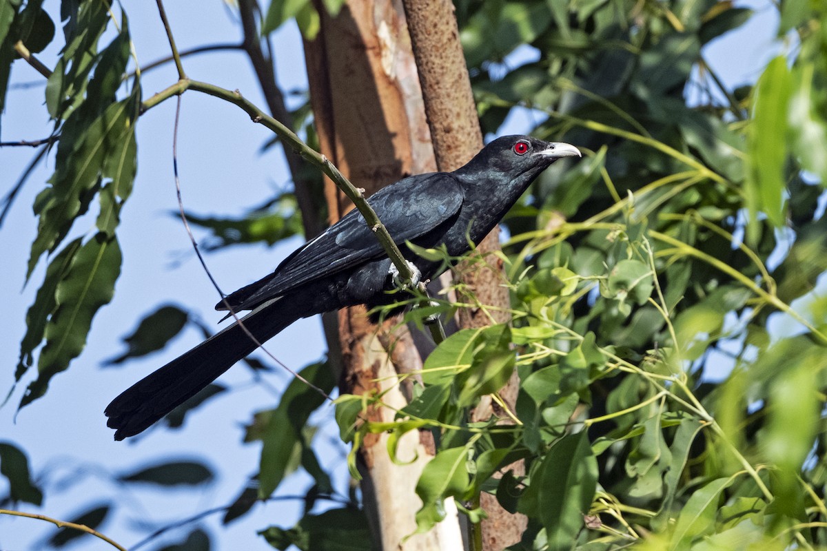 Asian Koel - ML625913548
