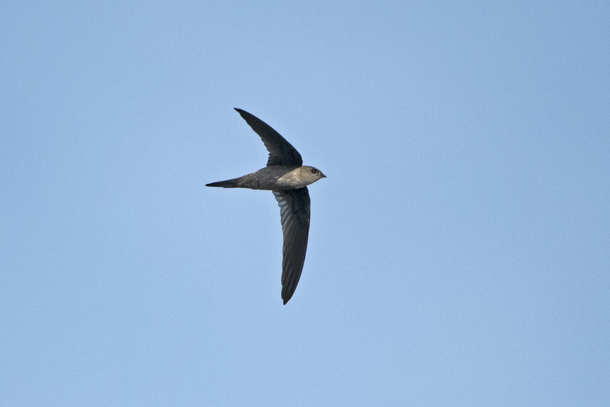 Asian Palm Swift - ML625913552