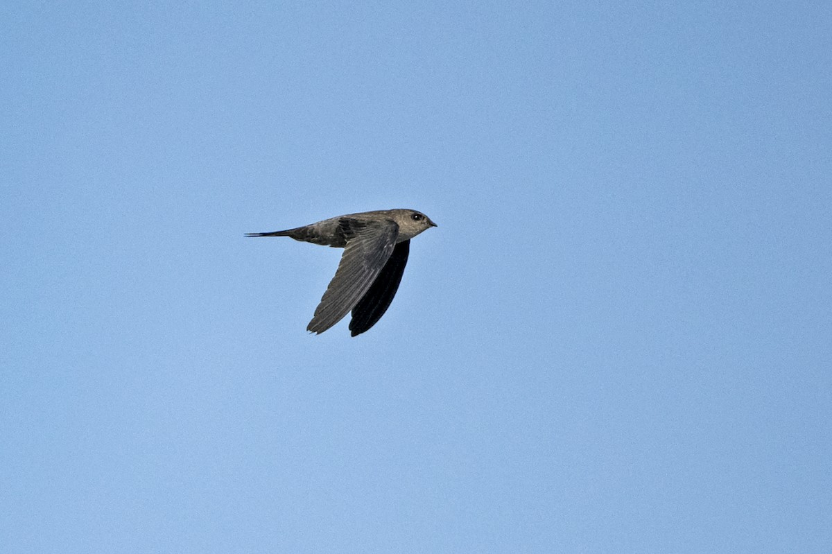 Asian Palm Swift - ML625913556
